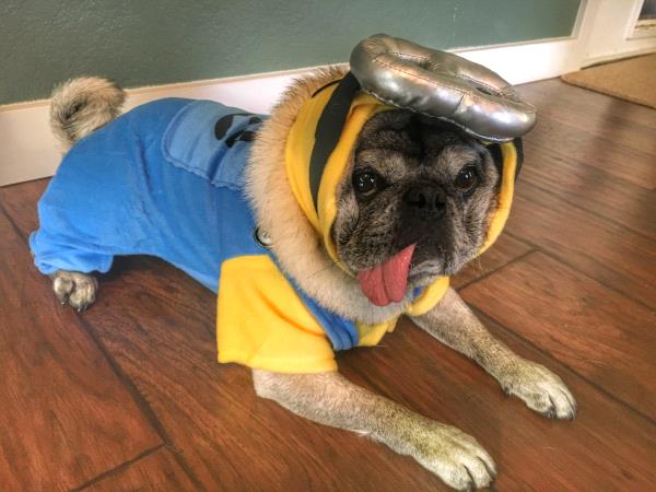 /Images/uploads/PUG NATION RESCUE OF LOS ANGELES/pugnationcalendar/entries/2323thumb.jpg